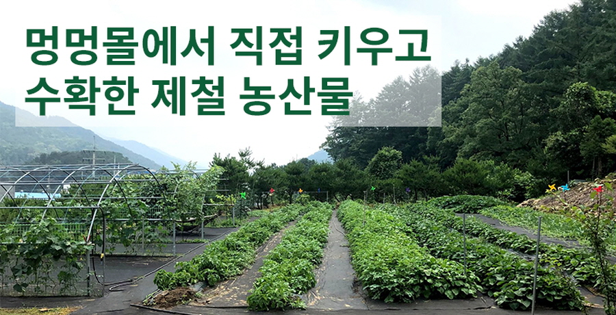 멍멍몰 멍멍몰
